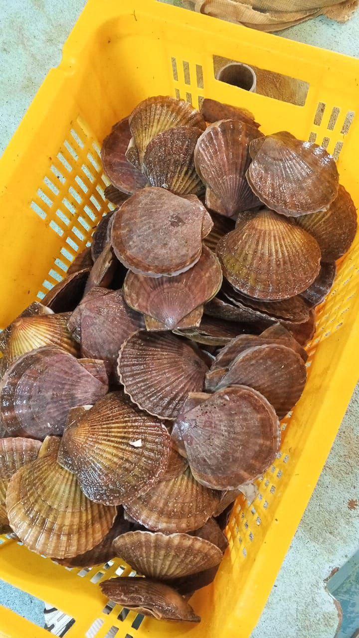 Гребешок приморский